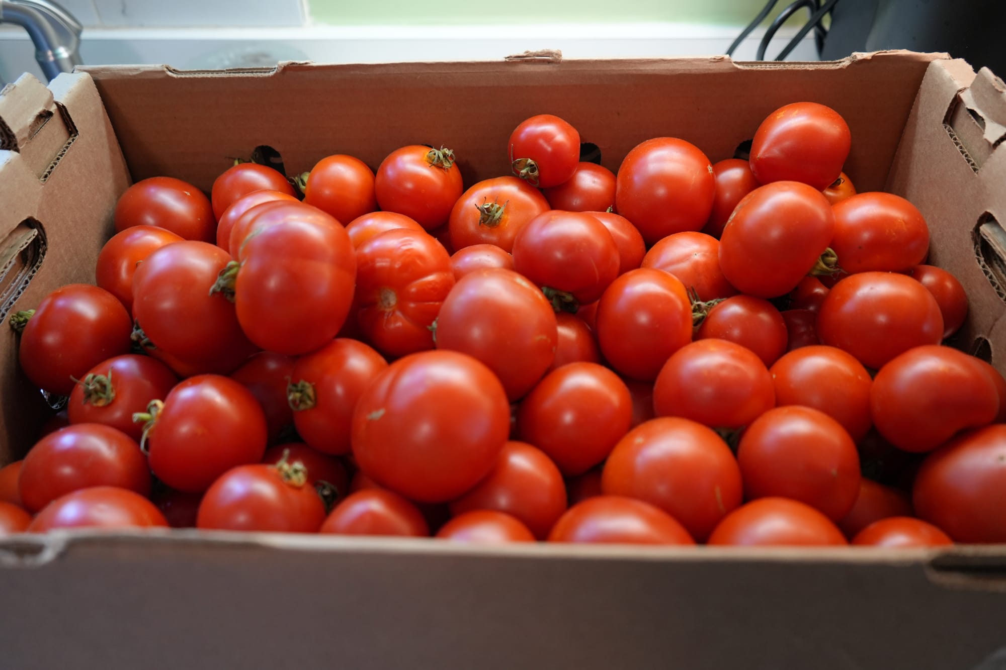 Cardboard box filled with twenty pounds of early girls.